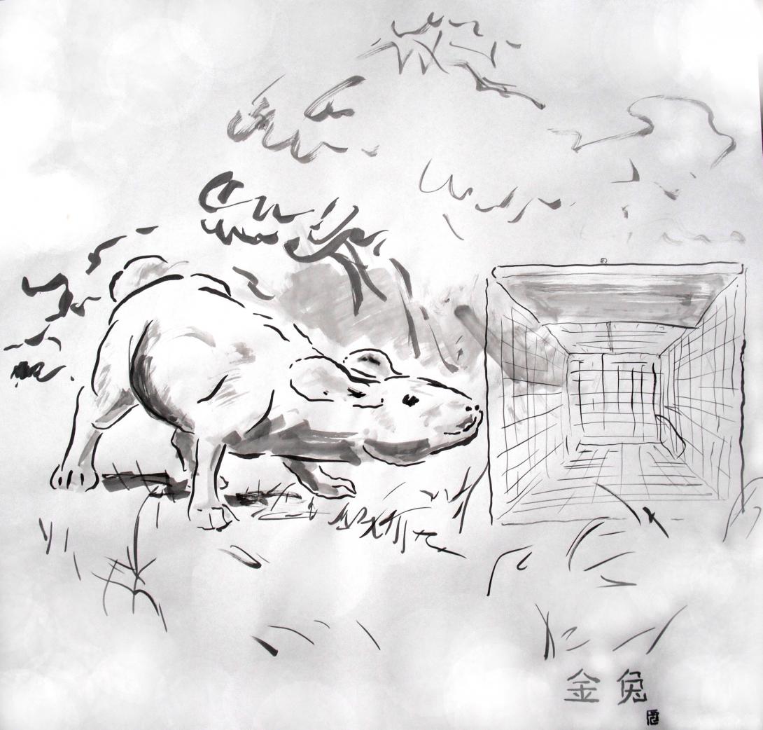 image rabbit wary of trap