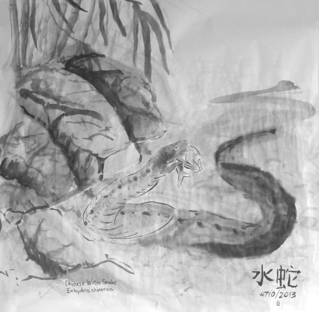 image of Enhydris chinensis